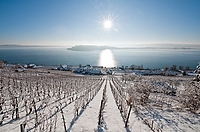 Schafis am Bielersee im Winter